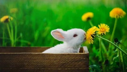 茶叶保质期一般多久